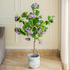 Purple Bauhinia  Artificial Flower Plant For Home - 5 Feet (Natural Feel)
